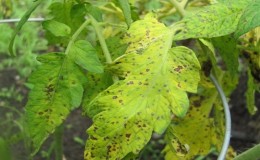 We bestrijden de ziekte van tomatencladosporium gemakkelijk en effectief in een kas: de beste methoden en aanbevelingen van zomerbewoners met ervaring