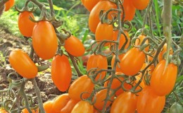 A bright greenhouse hybrid with a fruity flavor adored by children and adults - the yellow date tomato