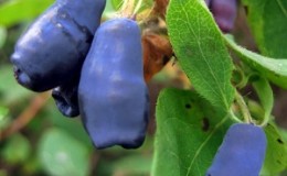 Kamperfoelie planten en verzorgen in de regio Leningrad