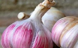 Wenn Sie wissen möchten, wie man großen Knoblauch in Ihrem Garten anbaut, befolgen Sie die hilfreichen Tipps erfahrener Sommerbewohner