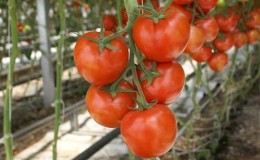 Wat zijn onbepaalde en bepalende variëteiten van tomaten: verschillen tussen hen, voor- en nadelen