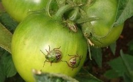 Was ist die Gefahr einer Insektenschildkröte auf Tomaten: Kontrollmaßnahmen zur effektiven und schnellen Beseitigung des Schädlings