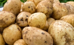 Medium early potato variety with high yield 