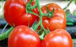 Large-fruited Dutch hybrid tomatoes 