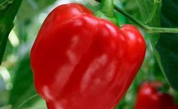 A selection of the best varieties of sweet peppers with a description