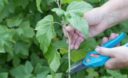 Стъпка по стъпка ръководство за размножаване на резници от касис през лятото