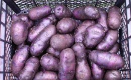 An unpretentious potato variety 