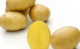 Medium early high-yielding potato variety with strong immunity 