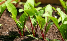 Een stapsgewijze handleiding voor het correct verdunnen van bieten: de stadia van manipulatie en advies van tuinders met ervaring