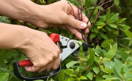 Wann und wie man Geißblatt im Herbst für eine gute Ernte beschneidet