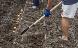 Welke afstand te doen tussen rijen bij het planten van aardappelen