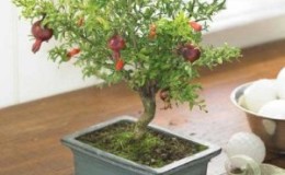 Hoe je granaatappel-bonsai binnenshuis kunt kweken