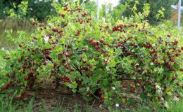 Stachelbeerkompatibilität mit Johannisbeeren und anderen Pflanzen im Garten