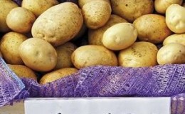 A stunning variety of Lileya potatoes with smooth smooth tubers and excellent taste