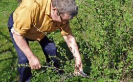 Cronometrare și tehnologie pentru tăierea coacăzelor de coacăz și de coacăză primăvara, vara și toamna