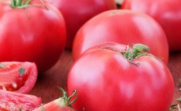 Not capricious in leaving, but at the same time rich in harvest tomato 