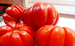 Is it worth trying to grow the Puzata Khata tomato and how it might appeal to beginners and experienced farmers