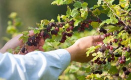 Regeln für die Pflege von Stachelbeeren nach der Ernte im Juli und August