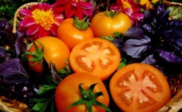 A find for gardeners - the Golden mother-in-law tomato: characteristics and description of the variety, growing and care