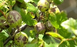 Wie und wie man Stachelbeeren aus Schorf behandelt: die wirksamsten Methoden zur Bekämpfung der Krankheit