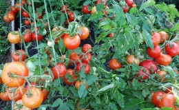 A prolific variety with a self-explanatory name - the “Visibly-invisible” tomato: we set records for yield