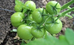 We solve problems with the tomato harvest: what to do if the tomatoes in the greenhouse do not turn red