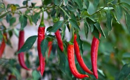 A selection of the best varieties of hot peppers and tips for their selection