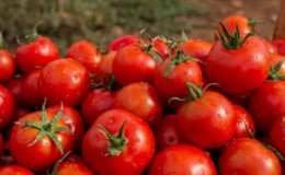 Features of growing a hybrid of tomatoes 