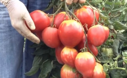 Egy új fajta, amelyet a gazdák már megszerettek - a „Sugar Nastasya” paradicsom