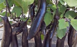 Unprätentiös in der Pflege und lecker schmeckende Aubergine 