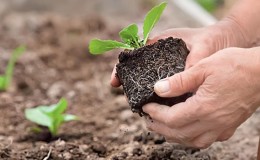 Hoe bloemkool het beste te planten: zaailingen en pitloze methoden