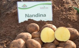 Early maturing potato variety 