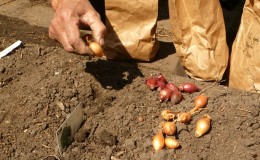 Die Hauptgeheimnisse beim Pflanzen von Zwiebelsätzen vor dem Winter: wie und wann richtig gepflanzt werden soll