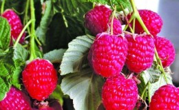 Wann ist es besser, Himbeeren in der mittleren Gasse zu pflanzen - im Frühjahr oder Herbst