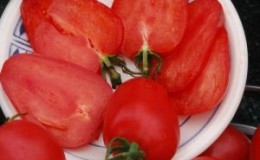 Tomatenras 