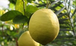 Jubilee pelbagai lemon bersahaja untuk penanam bunga pemula