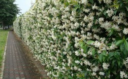 Kamperfoelie en andere soorten decoratieve kamperfoelie in landschapsontwerp