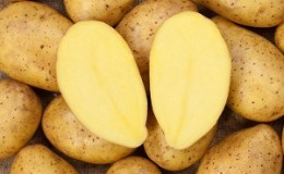 Unpretentious to grow and high-yielding potato variety El Mundo