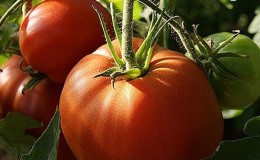 Een variëteit aan tomaten die je zeker niet zullen teleurstellen - Tomato 