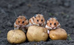 The most dangerous pests of potatoes and methods of dealing with them