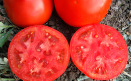 Een van de vroegste tomatensoorten - de Franse hybride 