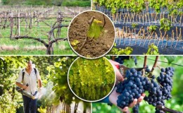 Kolovoz Vodič za njegu grožđa i savjeti iskusnih vinogradara