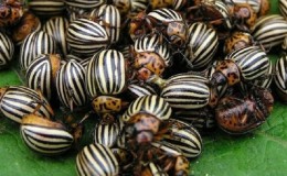 How to escape from the Colorado potato beetle: how to process potatoes