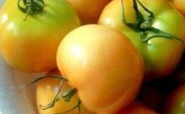 Die besten Rezepte für die Ernte brauner Tomaten für den Winter