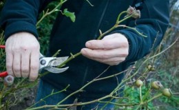 Warum müssen Sie eine Kletterrose nach der Blüte im Sommer beschneiden und wie führen Sie sie richtig aus?