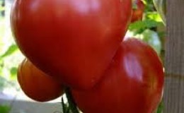 Ein Geschenk russischer Züchter an Landwirte: Die Velmozha-Tomate ist eine früh reifende Sorte mit einer reichen Ernte