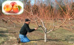 Wie man einen Pfirsich im Herbst richtig beschneidet und wofür