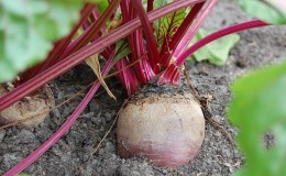 Stapsgewijze instructies voor het planten van bieten in de lente in de volle grond en voor verdere verzorging