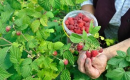 Vodič za njegu malina nakon berbe u srpnju