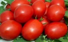 Development of domestic breeders for the Russian climate - tomato 